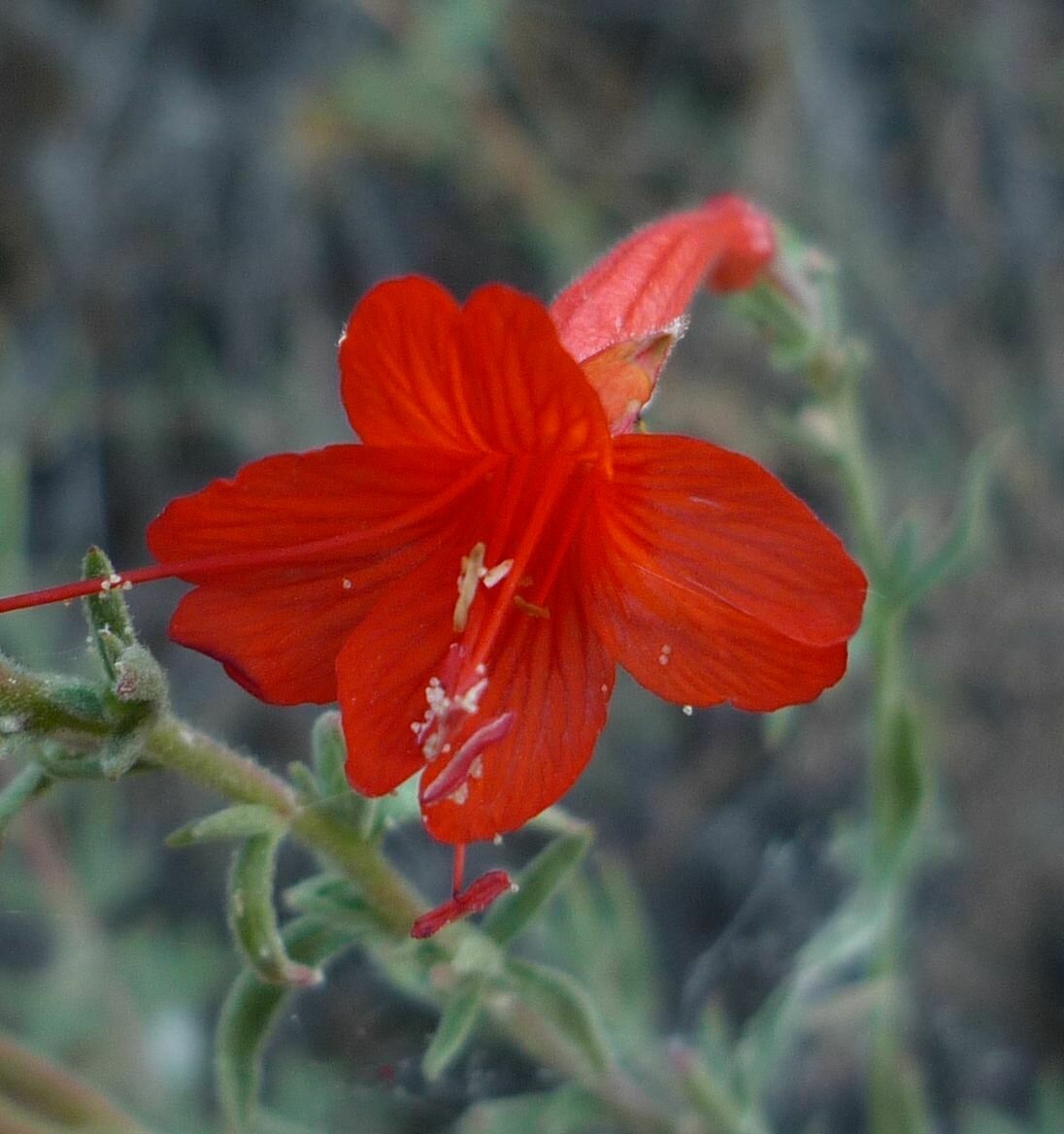 High Resolution Epilobium canum Flower